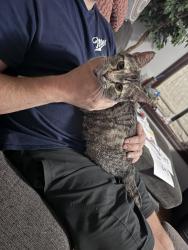 Found/Stray Female Cat last seen Bridgeport, Charleston, WV 25309