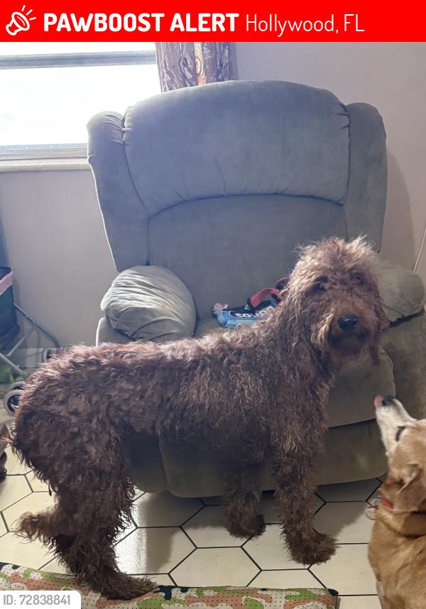 Lost Female Dog last seen Near Garfield street, Hollywood, FL 33021