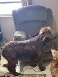 Lost Female Dog last seen Near Garfield street, Hollywood, FL 33021
