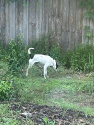 Found/Stray Male Dog last seen Sedgwick and Blackwell , Owens Cross Roads, AL 35763