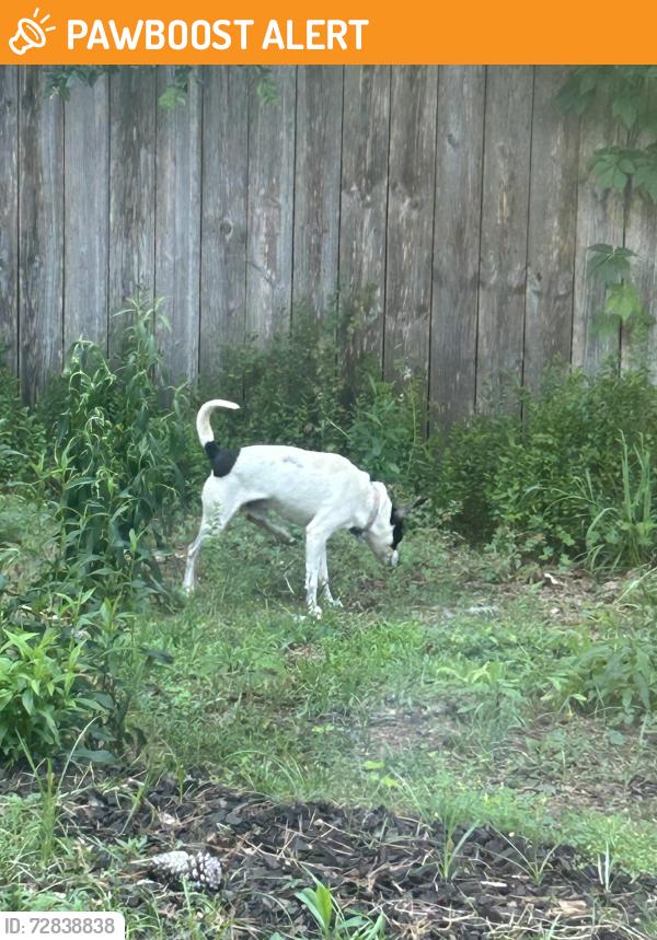 Found/Stray Male Dog last seen Sedgwick and Blackwell , Owens Cross Roads, AL 35763