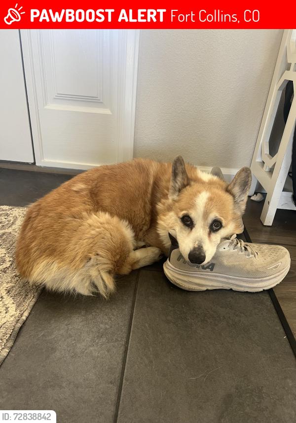 Lost Female Dog last seen Long pond reservoir, Gregory rd and Abbotsford rd. , Fort Collins, CO 80524