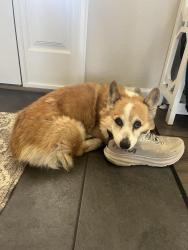 Lost Female Dog last seen Long pond reservoir, Gregory rd and Abbotsford rd. , Fort Collins, CO 80524