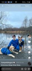Lost Female Dog last seen Near 4th ave ne pacific, wa, Pacific, WA 98047