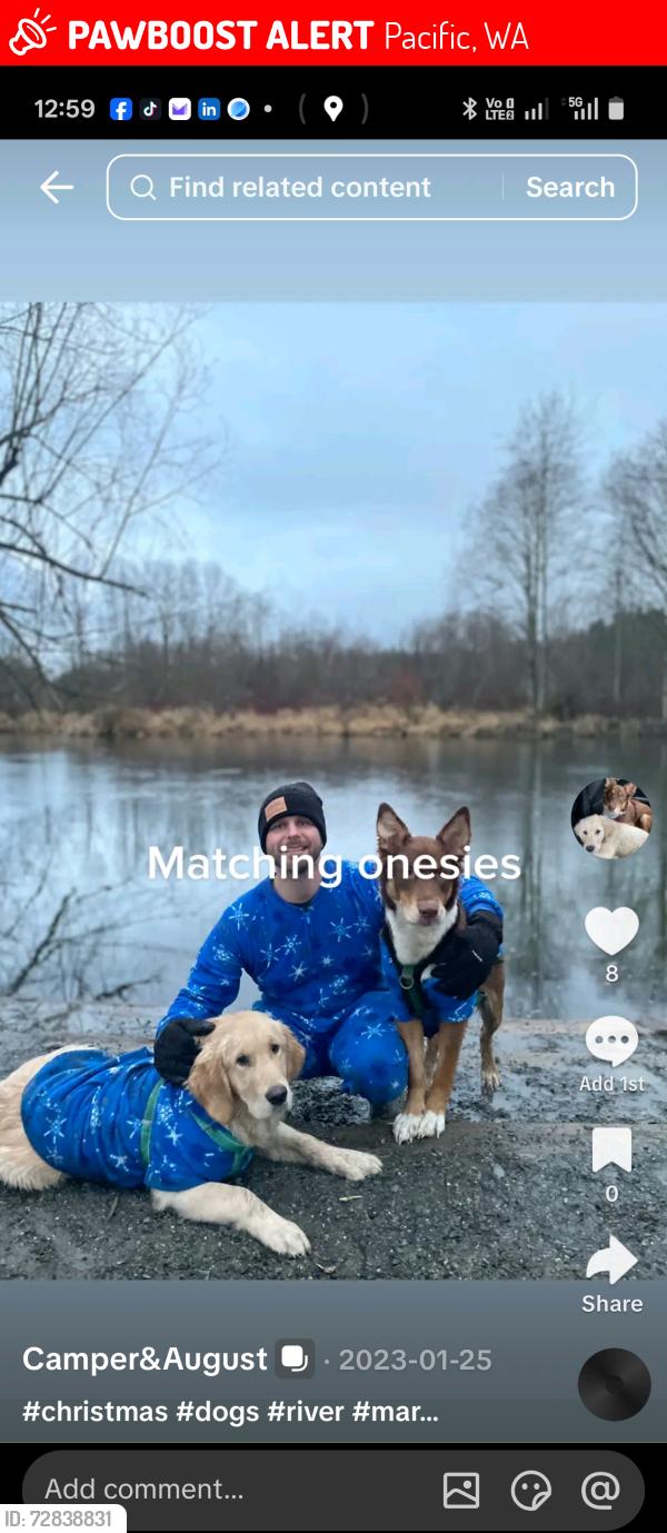 Lost Female Dog last seen Near 4th ave ne pacific, wa, Pacific, WA 98047
