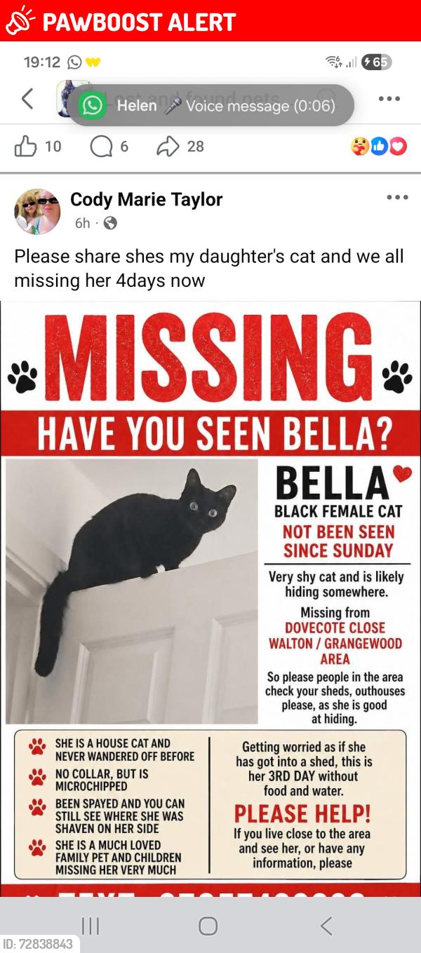 Lost Female Cat last seen Grangewood walton, Derbyshire, England S40 2GN