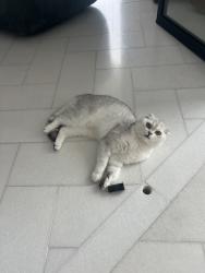 Lost Male Cat last seen Fontaine avenue tennis corts , clbh, Austin, TX 78734