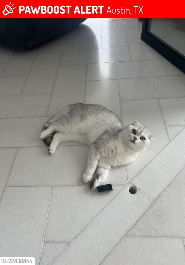 Lost Male Cat last seen Fontaine avenue tennis corts , clbh, Austin, TX 78734