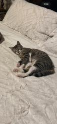 Lost Female Cat last seen Dorothea place, Staten Island, NY 10306