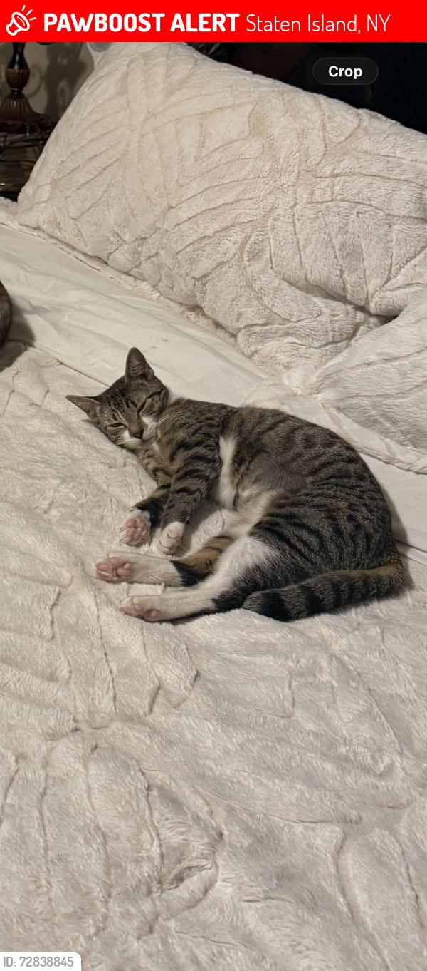 Lost Female Cat last seen Dorothea place, Staten Island, NY 10306