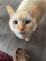 Lost Male Cat last seen Sw 248th St, Princeton, FL 33032