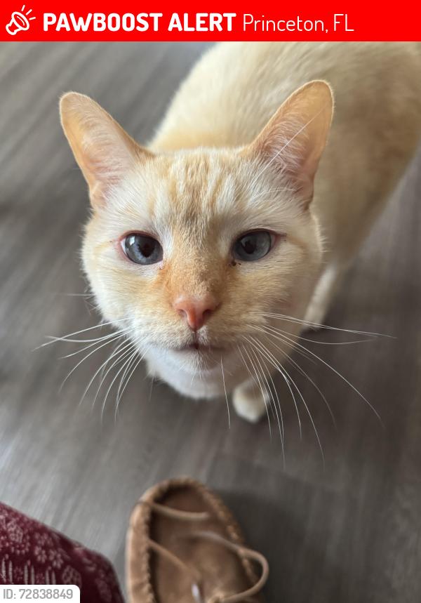 Lost Male Cat last seen Sw 248th St, Princeton, FL 33032