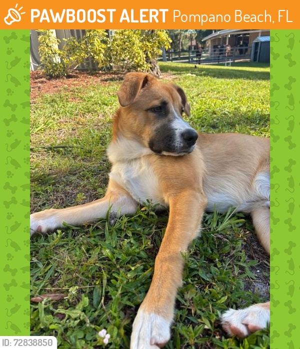 Found/Stray Male Dog last seen NW 41st St and NW 7th Ave, Pompano Beach, FL 33064