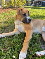 Found/Stray Male Dog last seen NW 41st St and NW 7th Ave, Pompano Beach, FL 33064