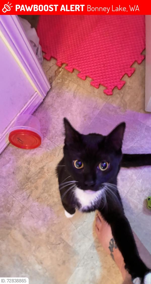Lost Male Cat last seen 75th st,  194th st, binney lake Boulevard , Bonney Lake, WA 98391