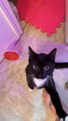 Lost Male Cat last seen 75th st,  194th st, binney lake Boulevard , Bonney Lake, WA 98391