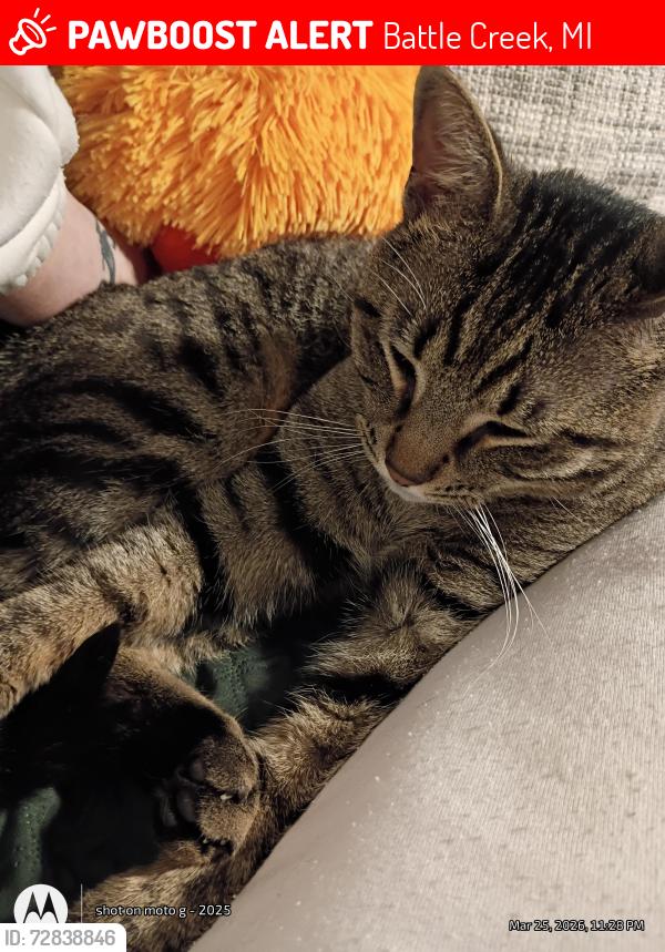 Lost Male Cat last seen Fine Lake Party store, Battle Creek, MI 49017