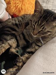 Lost Male Cat last seen Fine Lake Party store, Battle Creek, MI 49017