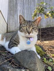 Lost Female Cat last seen Corner of pinnacle and Cross Man Terrace, Rochester, NY 14620