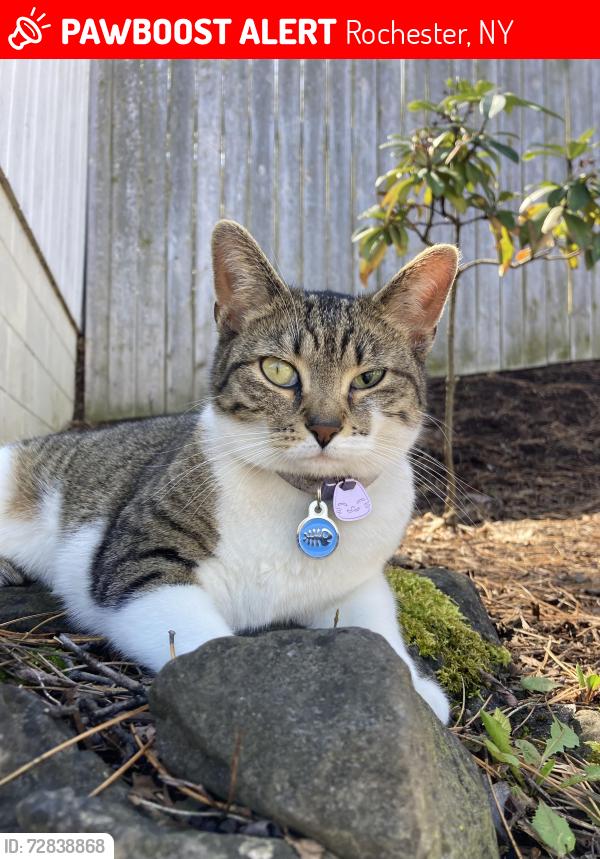 Lost Female Cat last seen Corner of pinnacle and Cross Man Terrace, Rochester, NY 14620
