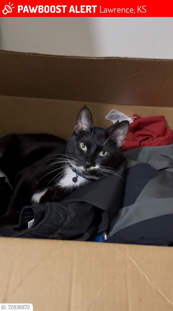 Lost Male Cat last seen Near Wisconsin st , Lawrence, KS 66044