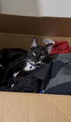 Lost Male Cat last seen Near Wisconsin st , Lawrence, KS 66044