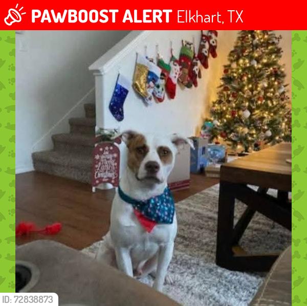 Lost Male Dog last seen County road 153 , Elkhart, TX 75839