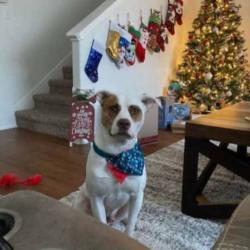 Lost Male Dog last seen County road 153 , Elkhart, TX 75839