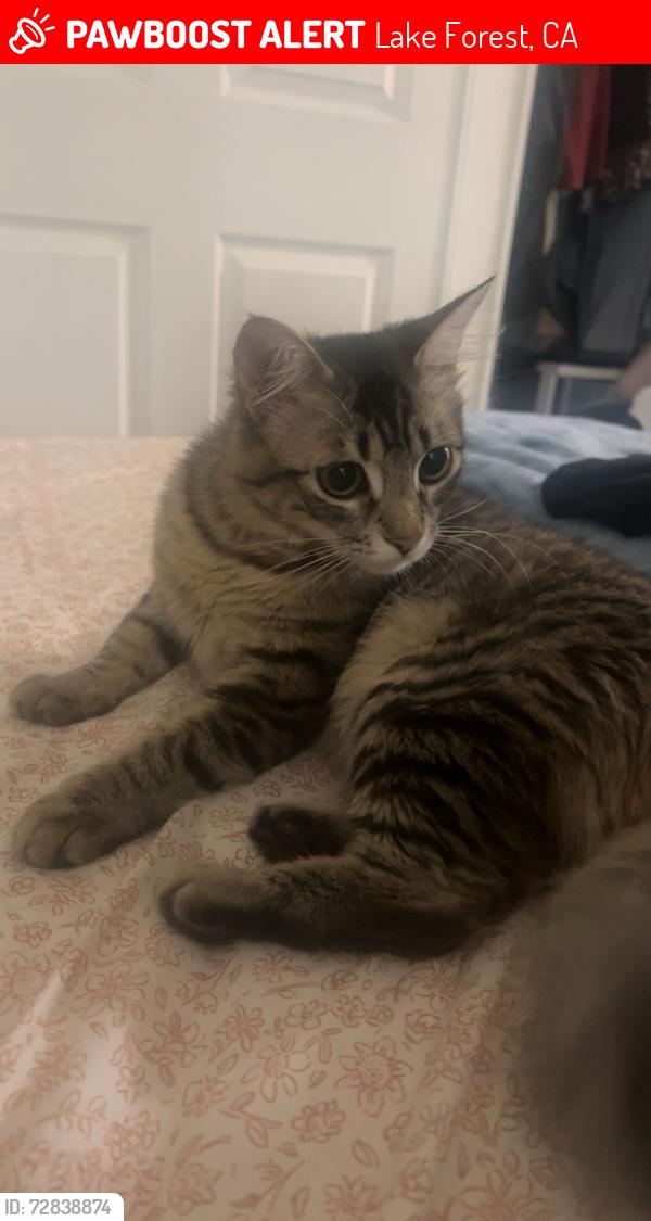 Lost Female Cat last seen Osterman/ Normandale , Lake Forest, CA 92630