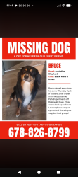 Lost Male Dog last seen We were walking in the woods behind my place a took off after a deer. The woods back up from ridge walk, to Town lake and eagle drive , Woodstock, GA 30189
