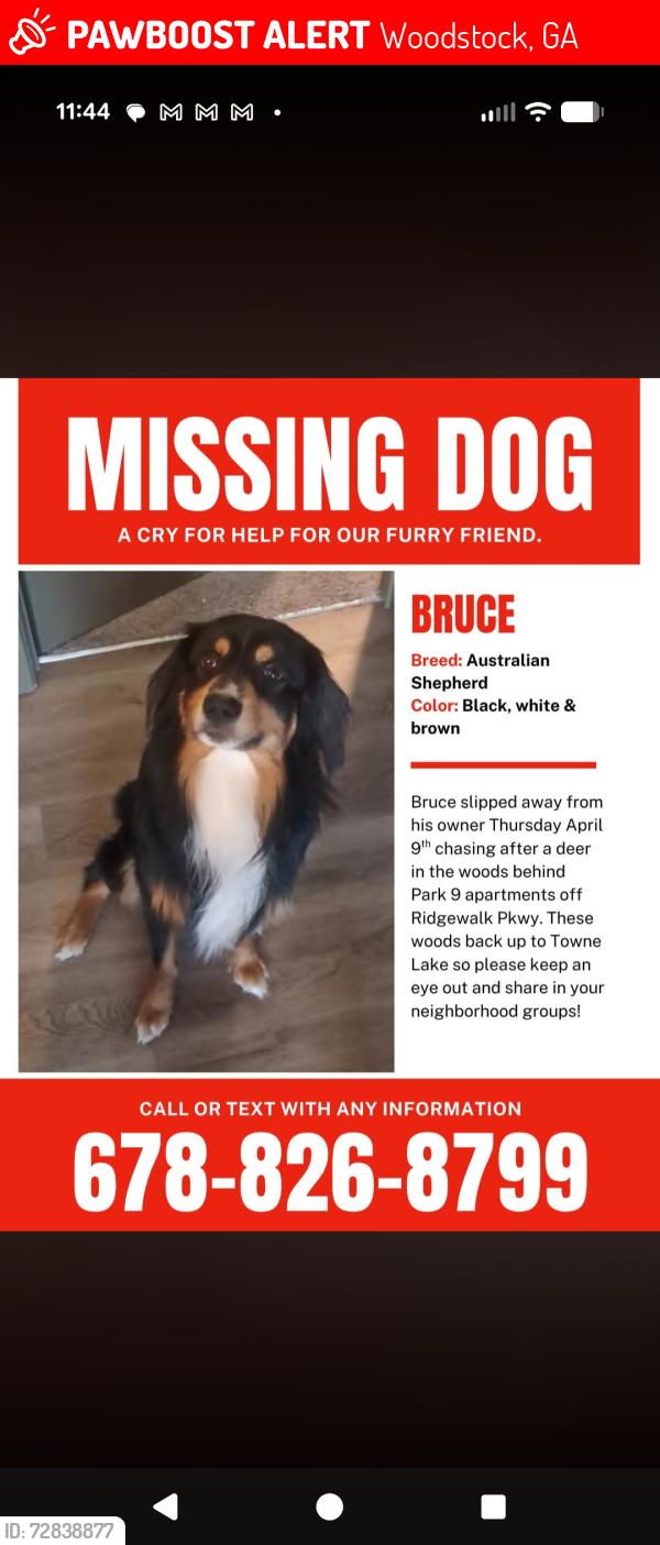 Lost Male Dog last seen We were walking in the woods behind my place a took off after a deer. The woods back up from ridge walk, to Town lake and eagle drive , Woodstock, GA 30189