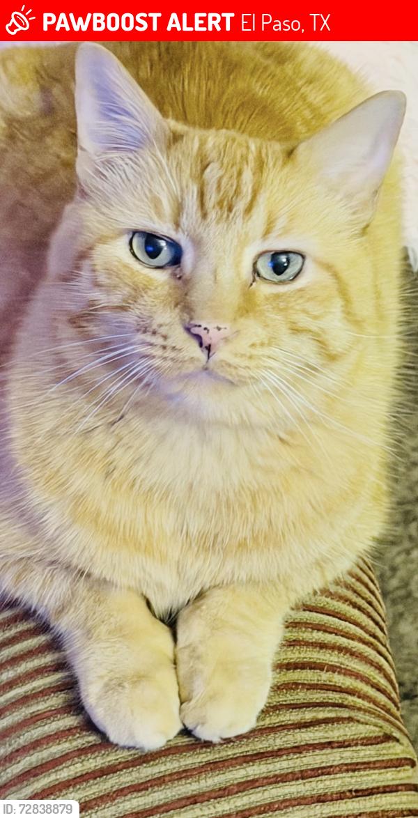 Lost Male Cat last seen Masters community apmts , El Paso, TX 79936