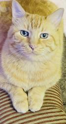 Lost Male Cat last seen Masters community apmts , El Paso, TX 79936
