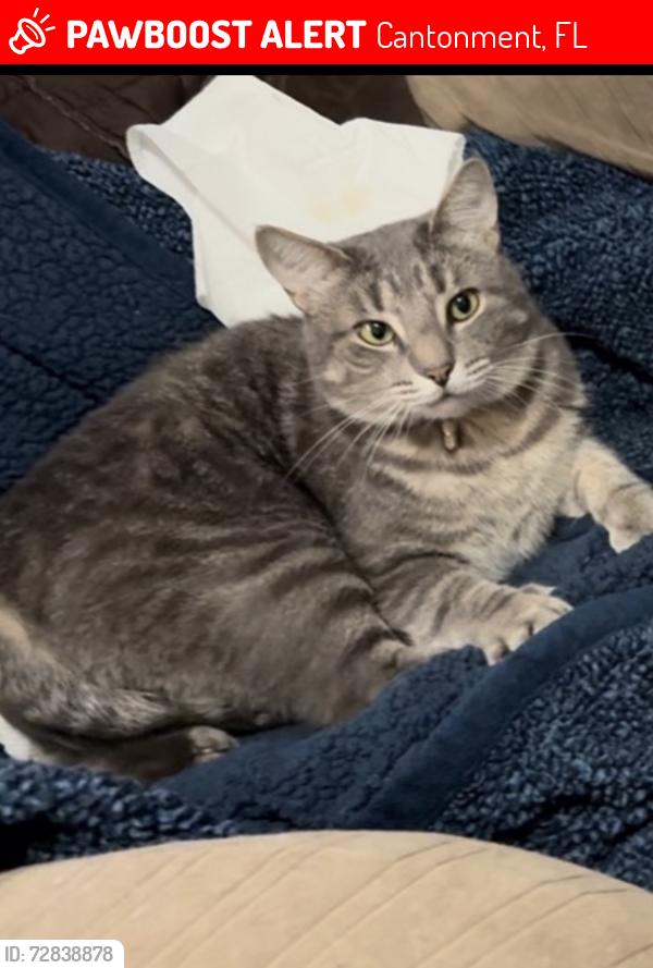 Lost Male Cat last seen Tate road grande oaks, Cantonment, FL 32533