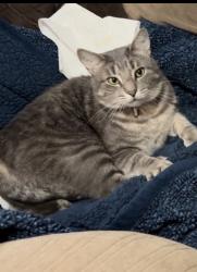 Lost Male Cat last seen Tate road grande oaks, Cantonment, FL 32533