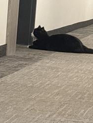Found/Stray Unknown Cat last seen Near 137 Ave, Edmonton, AB T5E 6W1