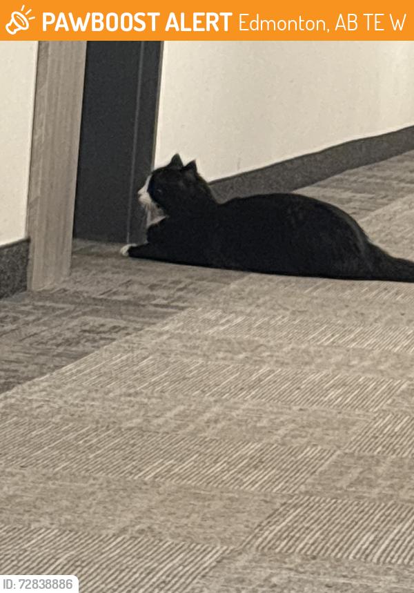 Found/Stray Unknown Cat last seen Near 137 Ave, Edmonton, AB T5E 6W1