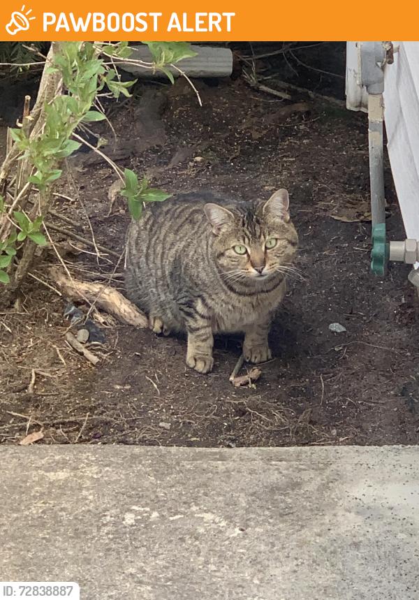 Found/Stray Unknown Cat last seen John Swanezy near Commonwealth Ave, North Attleborough, MA 02763