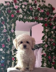 Lost Female Dog last seen Slover & Live Oak next to the railroad, Fontana, CA 92337