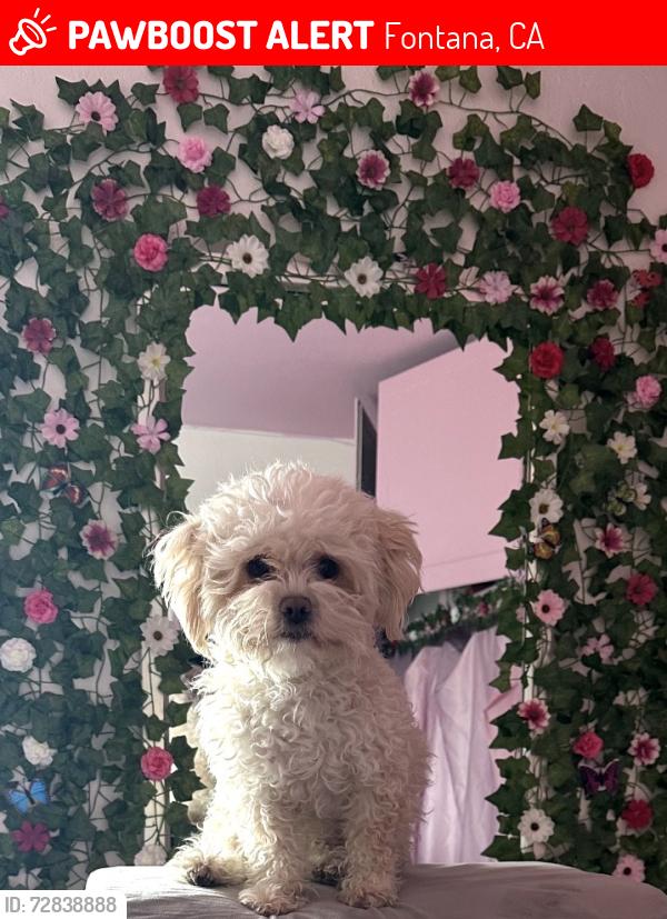 Lost Female Dog last seen Slover & Live Oak next to the railroad, Fontana, CA 92337