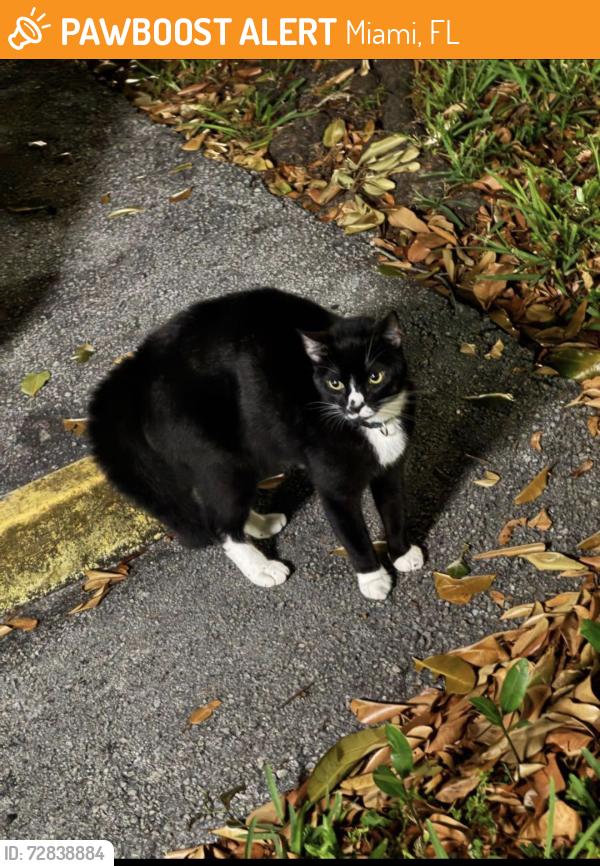 Found/Stray Unknown Cat last seen Near bimini, Miami, FL 33131