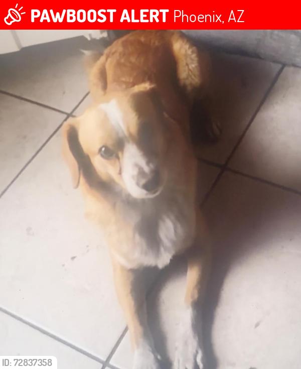 Lost Male Dog last seen I-17- west Greenway rd, Phoenix, AZ 85053