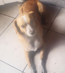 Lost Male Dog last seen I-17- west Greenway rd, Phoenix, AZ 85053