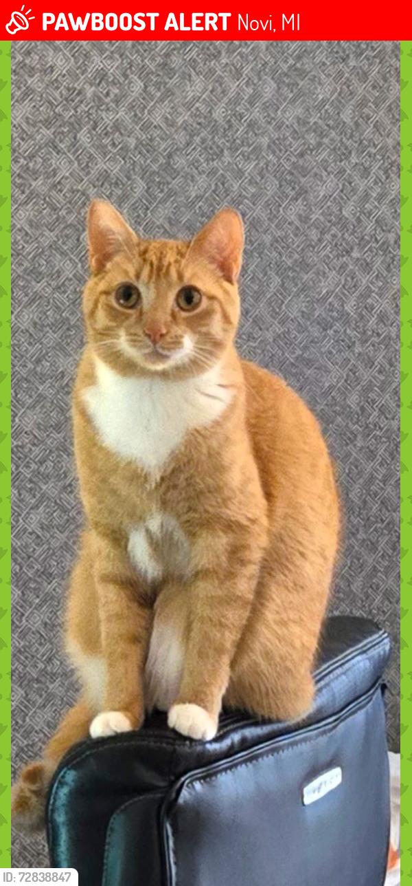 Lost Male Cat last seen Irvine Dr, Novi, MI near 9 mile and Taft Rd, Novi, MI 48374
