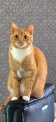 Lost Male Cat last seen Irvine Dr, Novi, MI near 9 mile and Taft Rd, Novi, MI 48374
