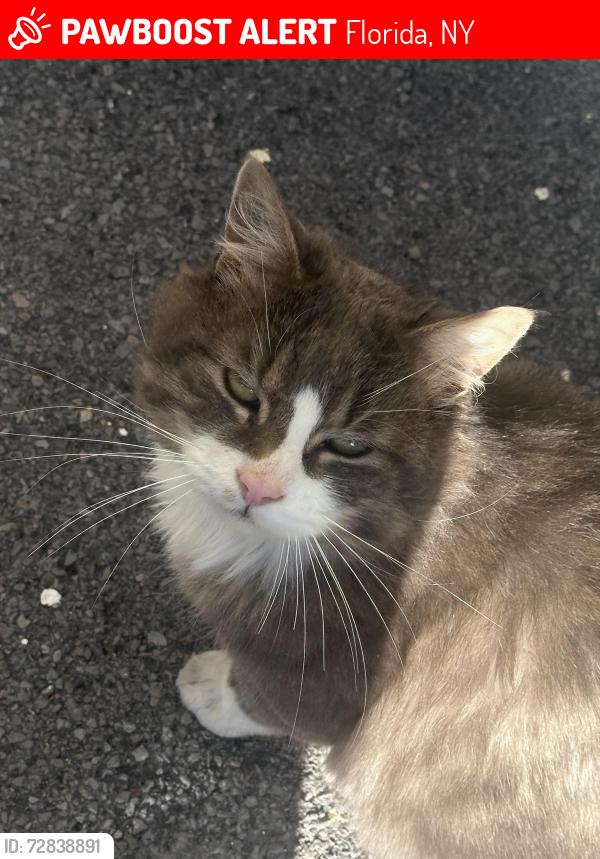 Lost Male Cat last seen Near Winding Hills drive, Florida NY, Florida, NY 10921