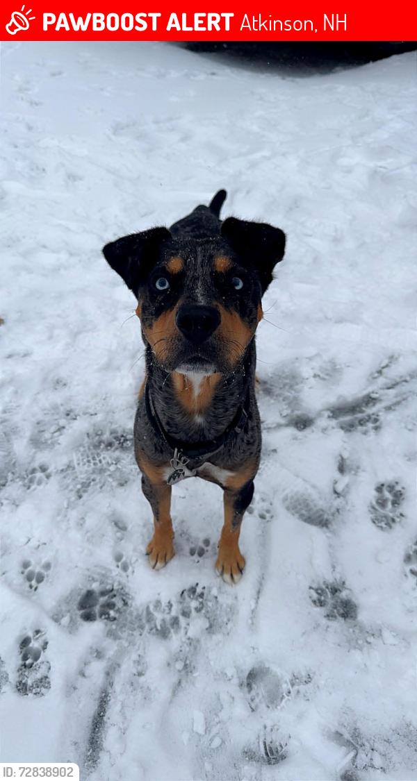 Lost Male Dog last seen Crystal street Haverhill , liberty street , Atkinson, NH 03811