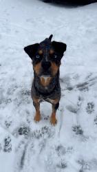 Lost Male Dog last seen Crystal street Haverhill , liberty street , Atkinson, NH 03811