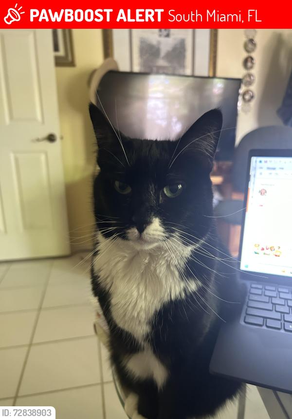 Lost Female Cat last seen Near SW 78 Terrace, South Miami, FL 33143