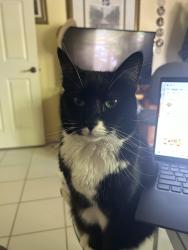 Lost Female Cat last seen Near SW 78 Terrace, South Miami, FL 33143